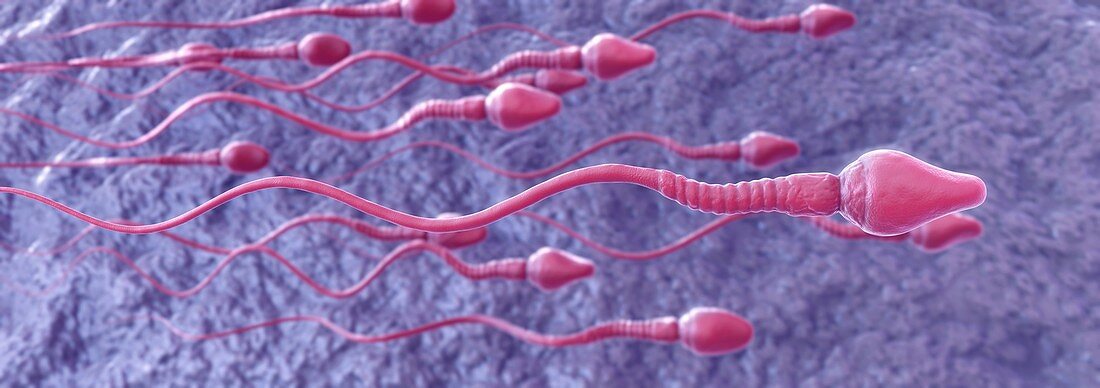 Human Sperm, artwork