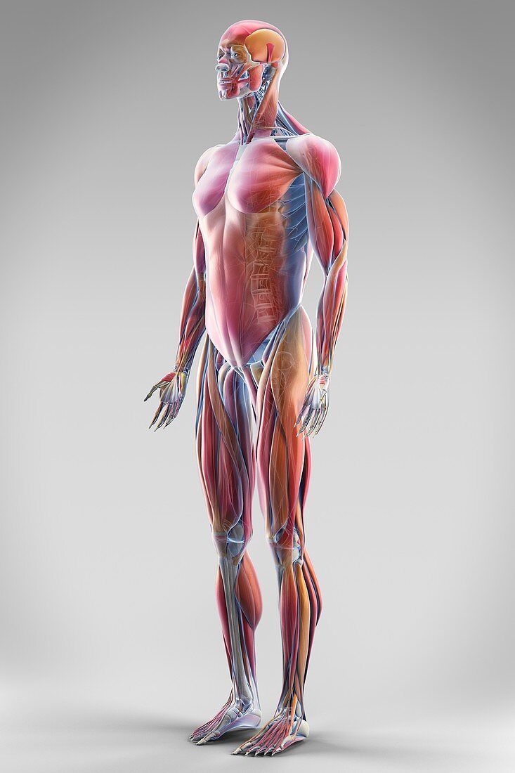 Muscle System, artwork