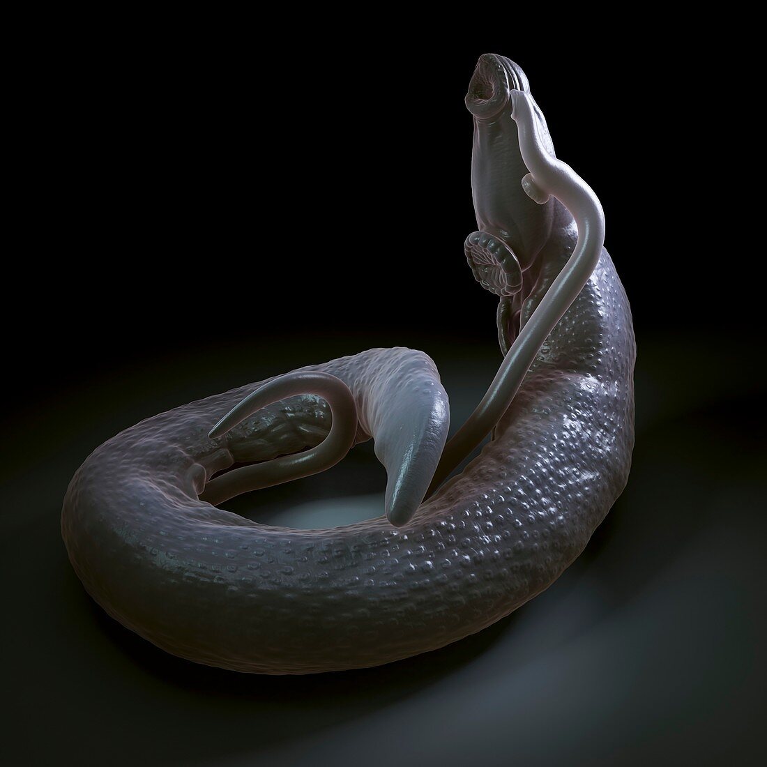 Parasitic Worm Schistosoma, artwork