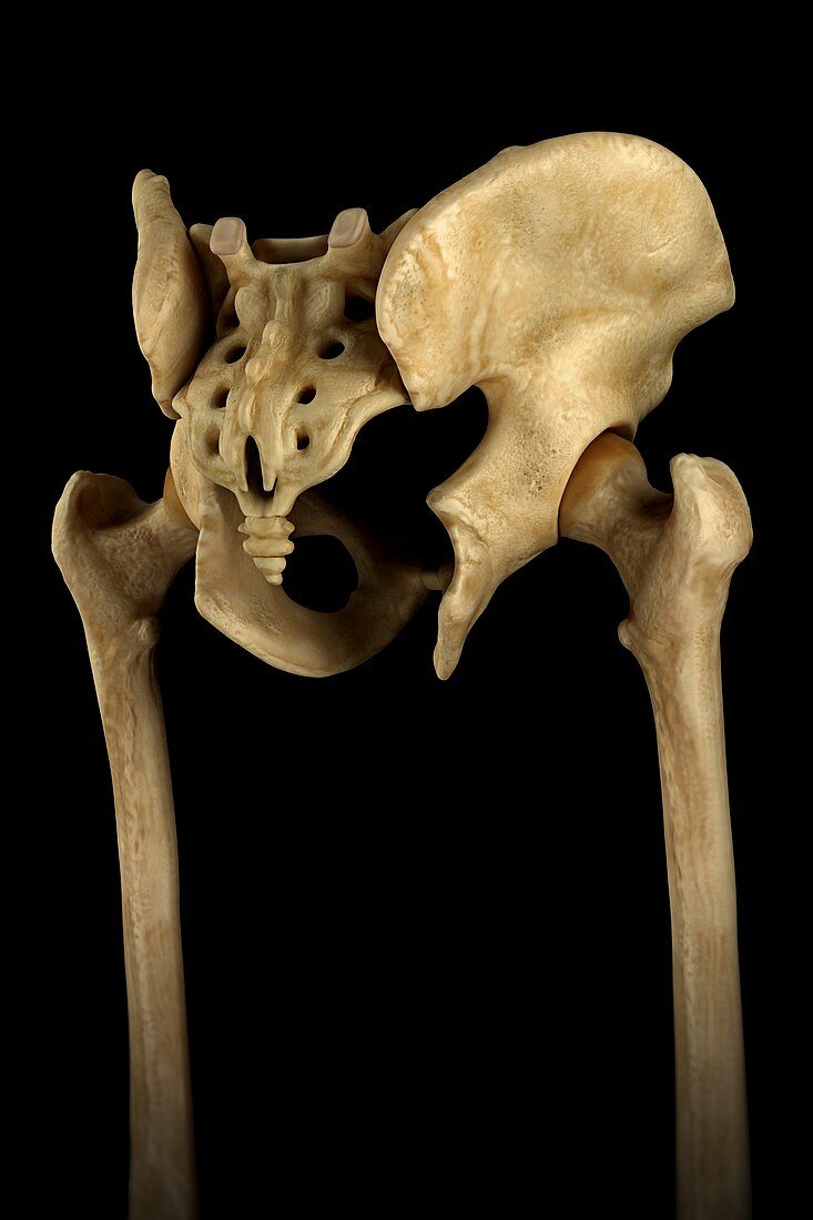 Hip Bones (Male), artwork