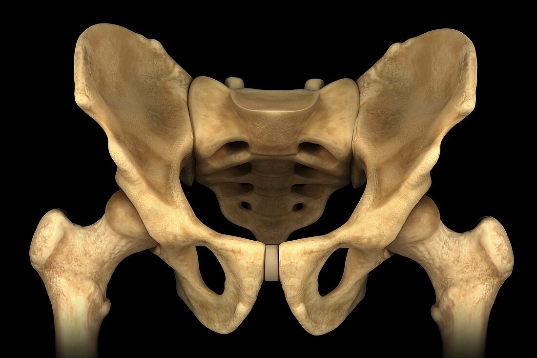 Hip Bones (Male), artwork