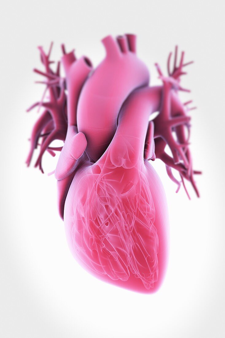 Human Heart, artwork