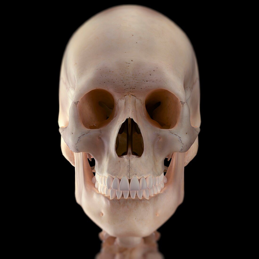 Human Skull, artwork