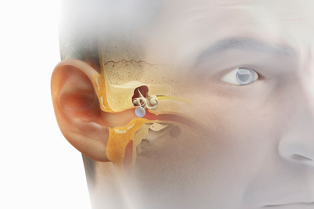 Ear Anatomy, artwork