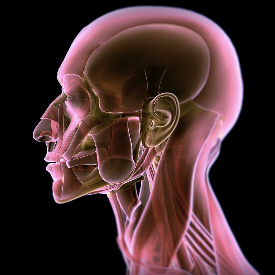 Anatomy of the Head, artwork
