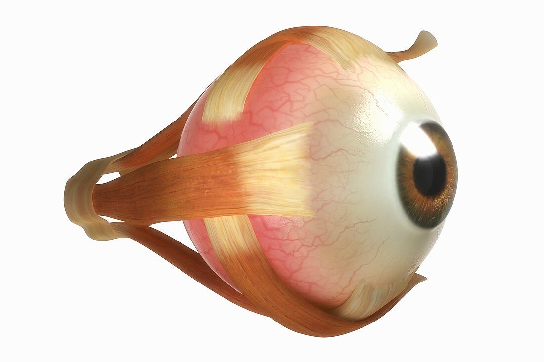 Eye Anatomy, artwork
