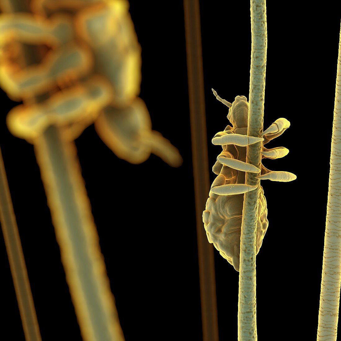 Head Lice, artwork