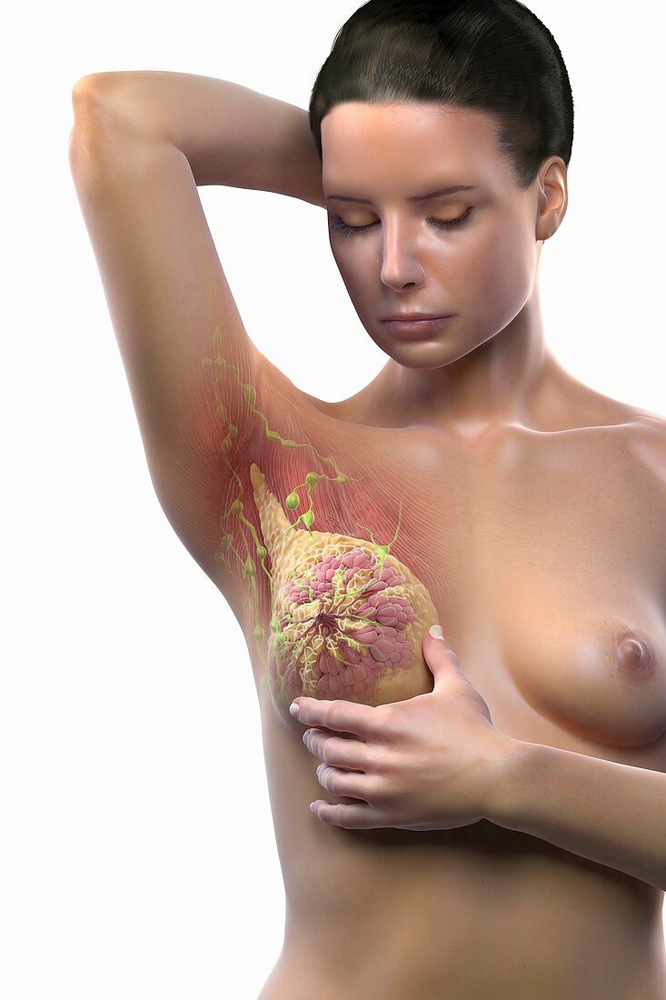 Breast Examination, artwork
