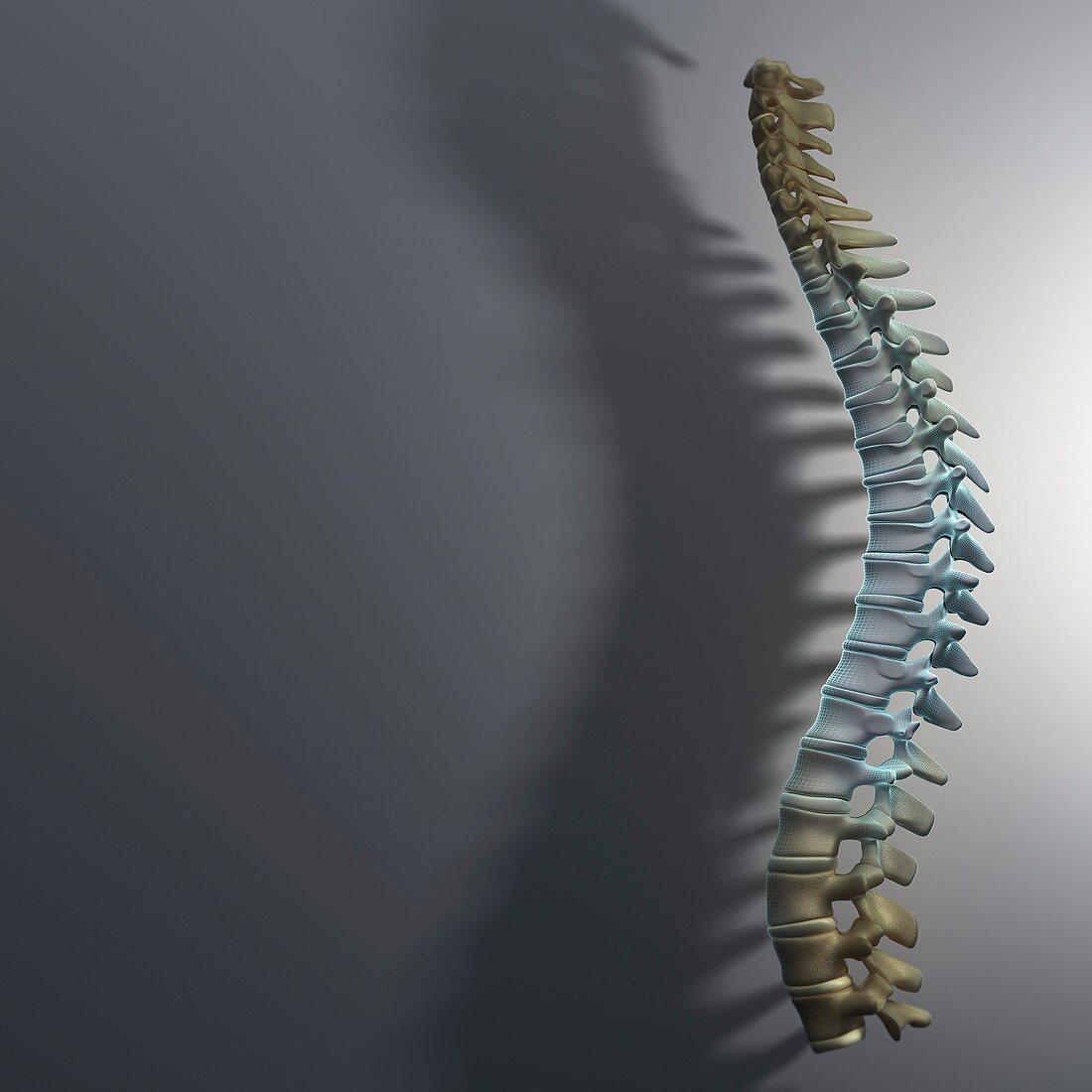 Spinal Anatomy, artwork