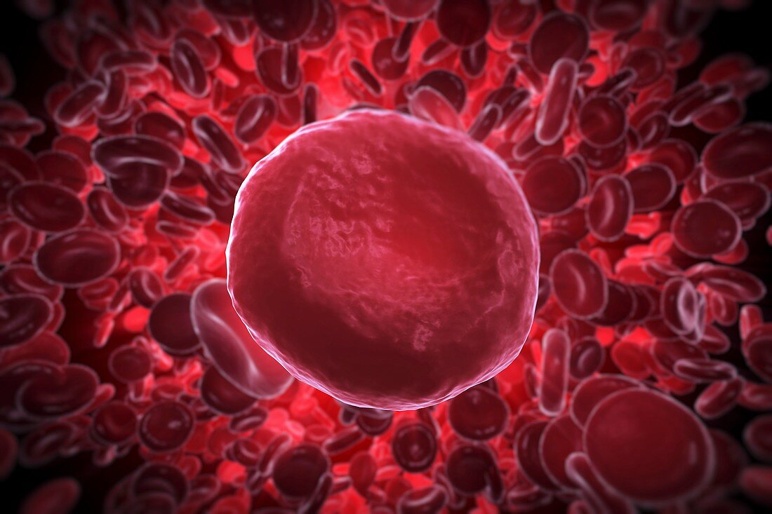 Red Blood Cells, artwork