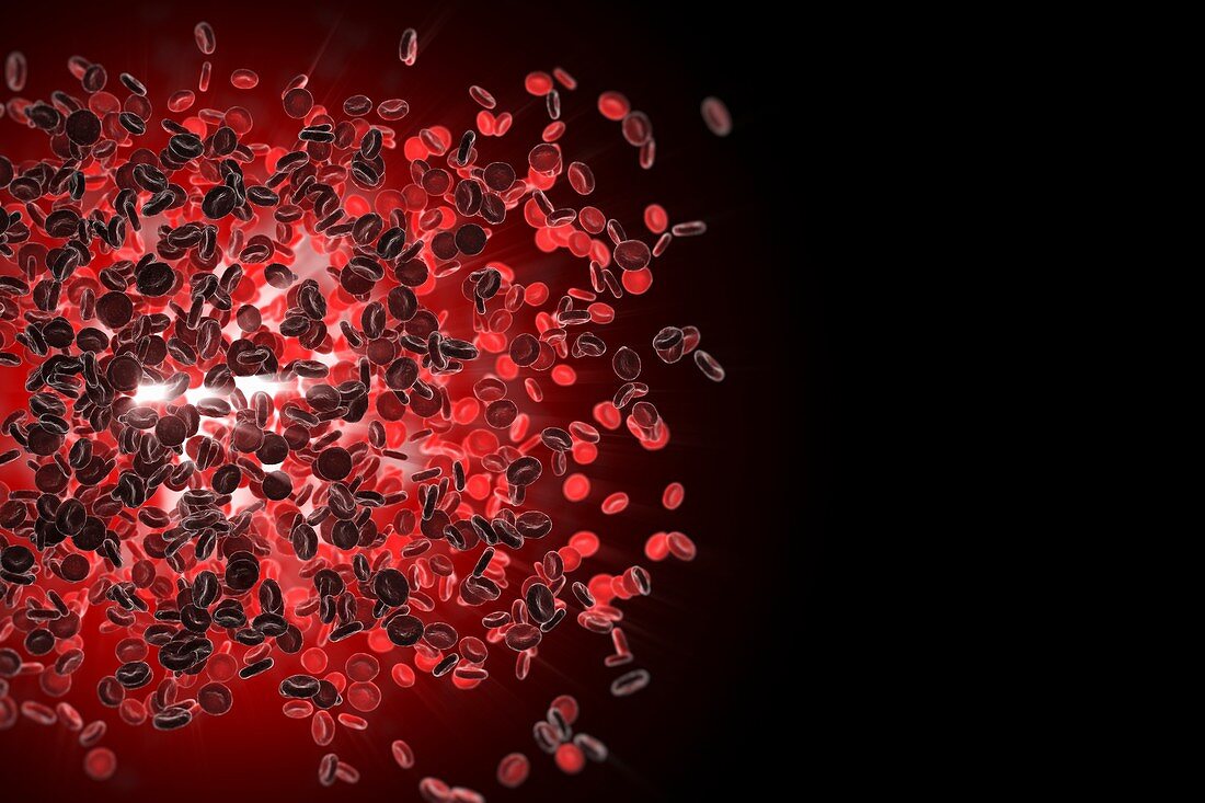 Red Blood Cells, artwork