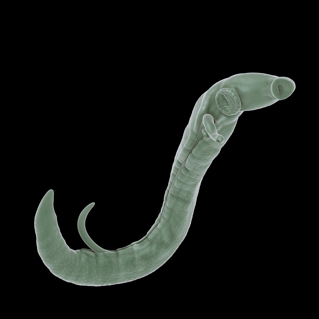 Schistosoma Parasite Worm, artwork