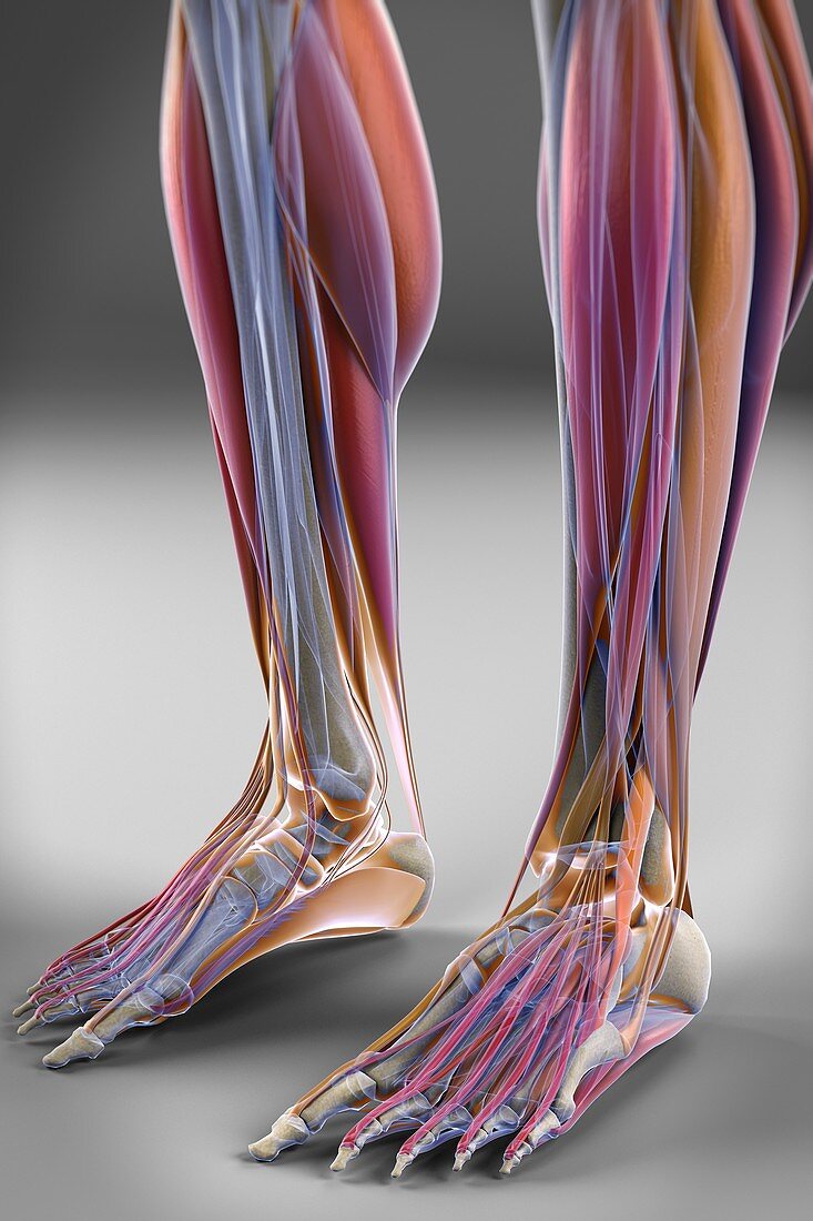 Muscles of the Lower Legs, artwork