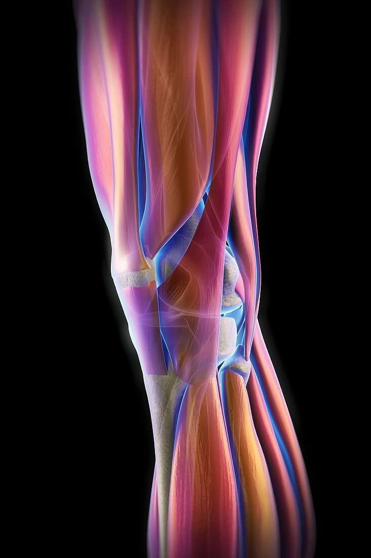 Muscles of the Knee, artwork