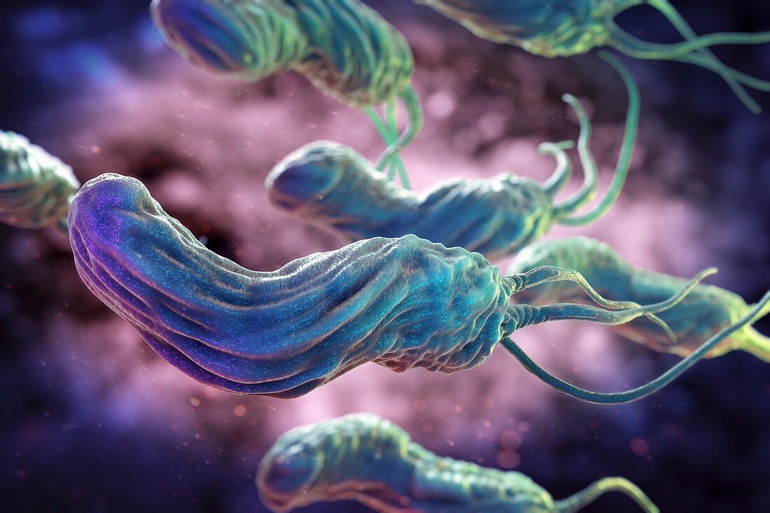 Helicobacter pylori, artwork