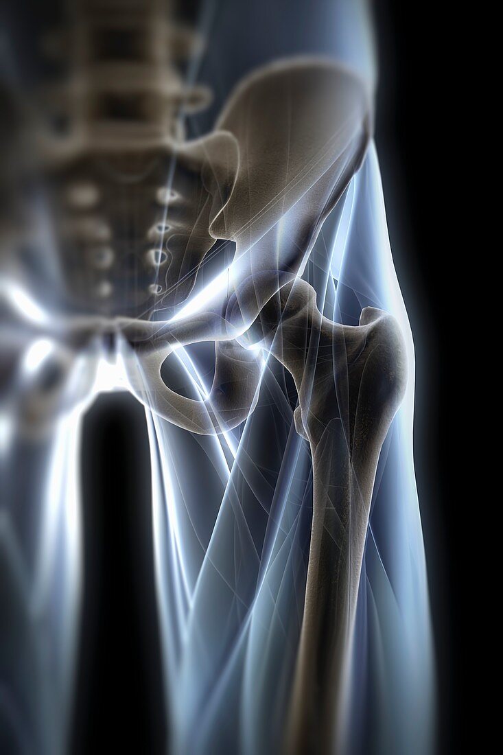 Hip Joint, artwork