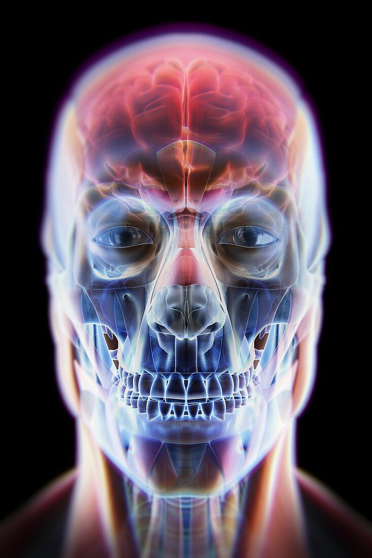 Anatomy of the Head and Brain, artwork