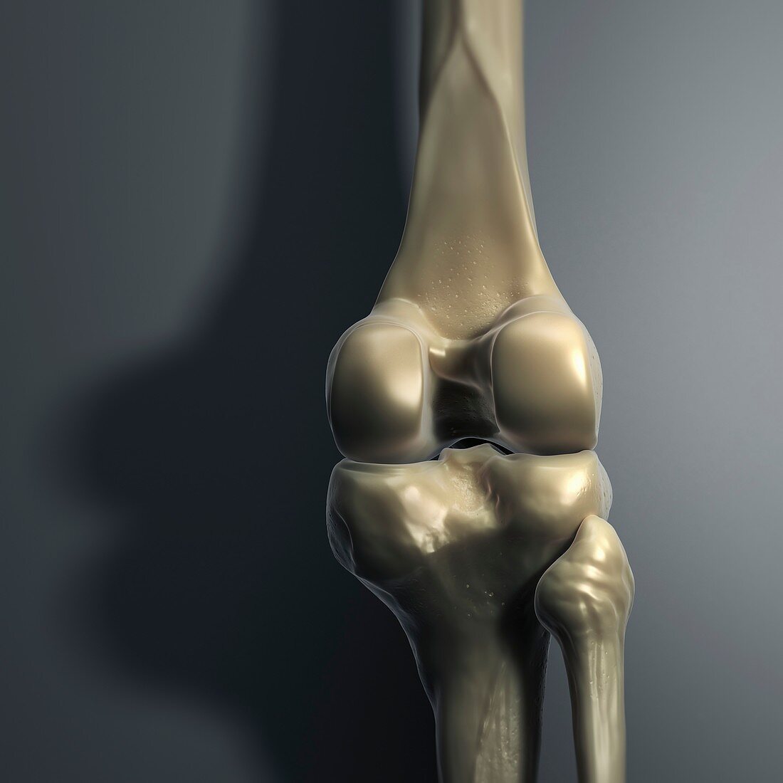 Knee Bones, artwork
