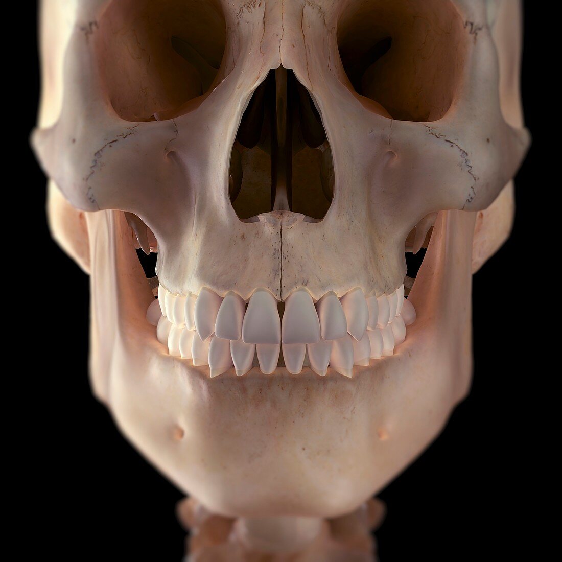 Human Skull, artwork