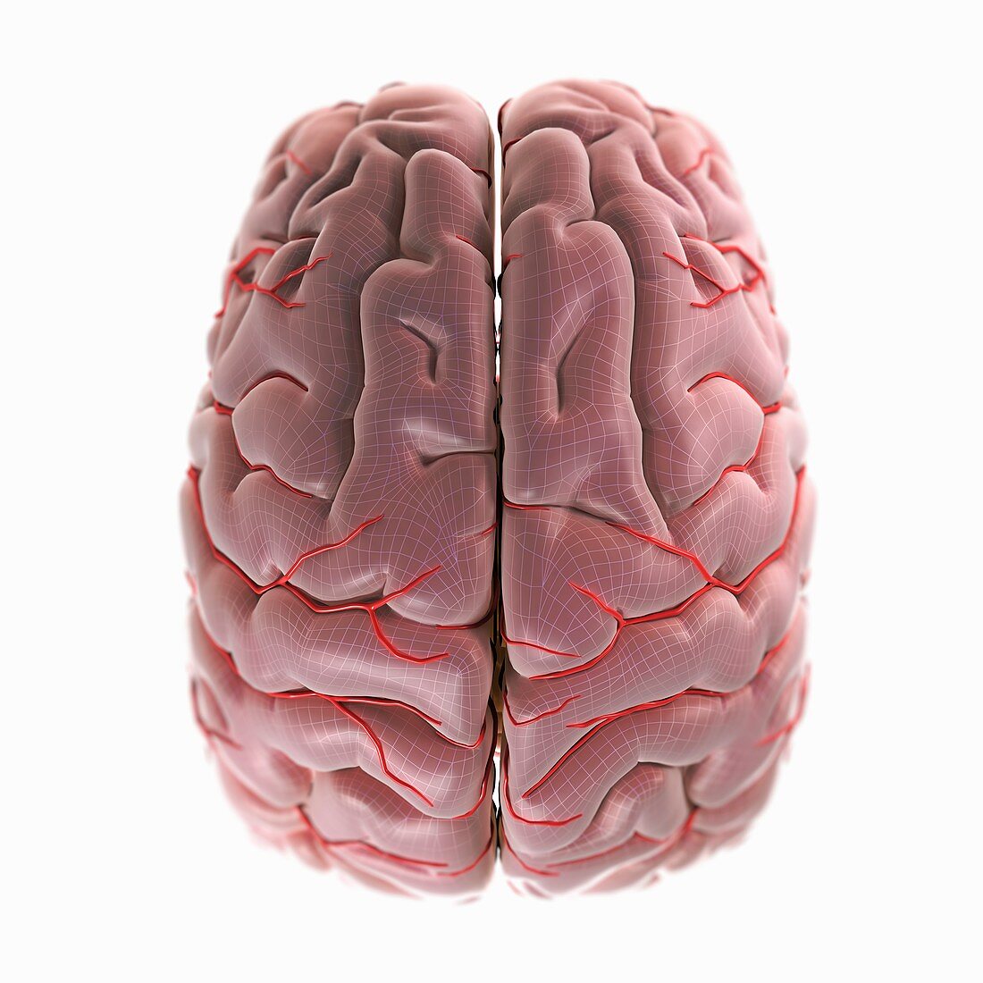 Brain with Blood Supply, artwork