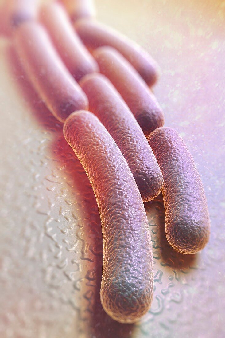 Shigella sonnei Bacteria, artwork