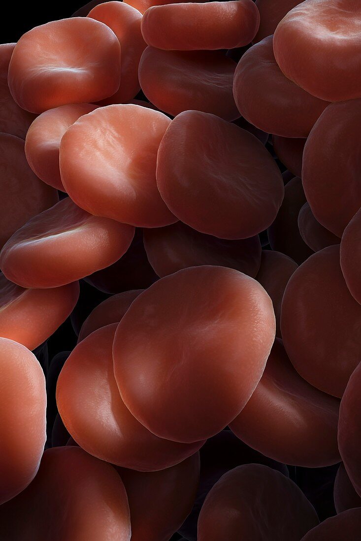 Red Blood Cells, artwork