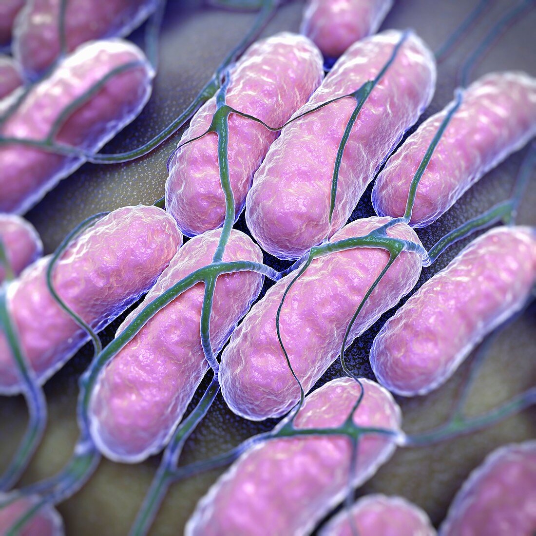 Salmonella Bacteria, artwork