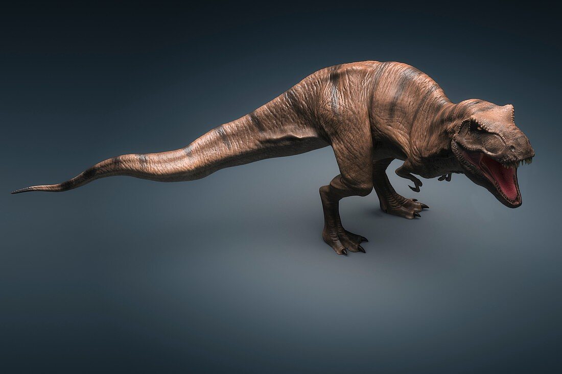 Tyrannosaurus Dinosaur, artwork