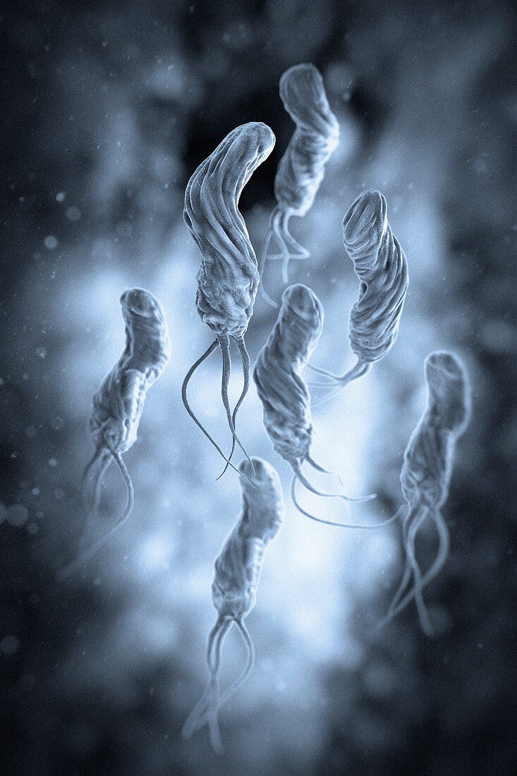 Helicobacter pylori, artwork