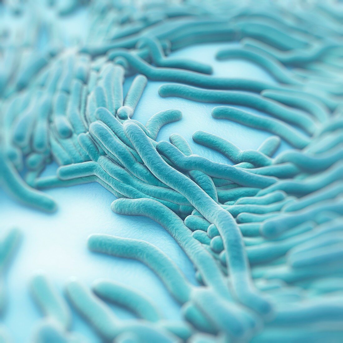 Legionella pneumophila, artwork