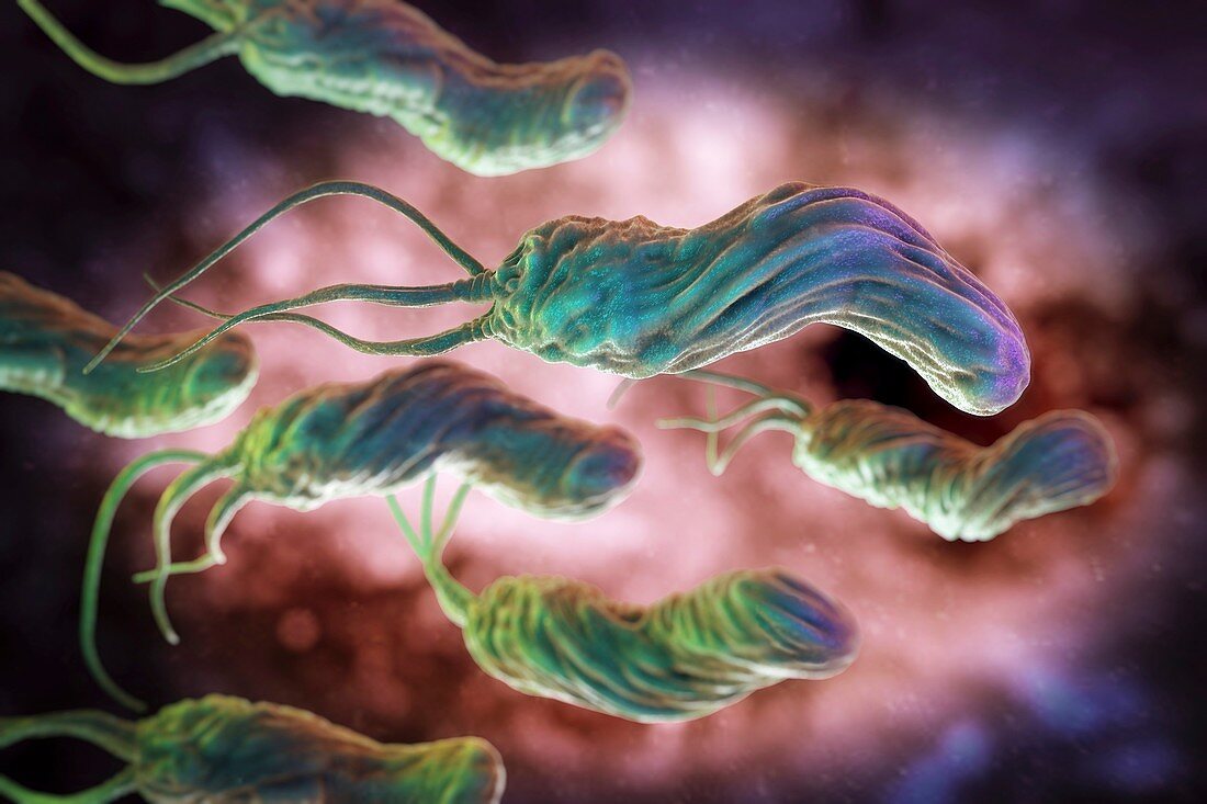 Helicobacter pylori, artwork