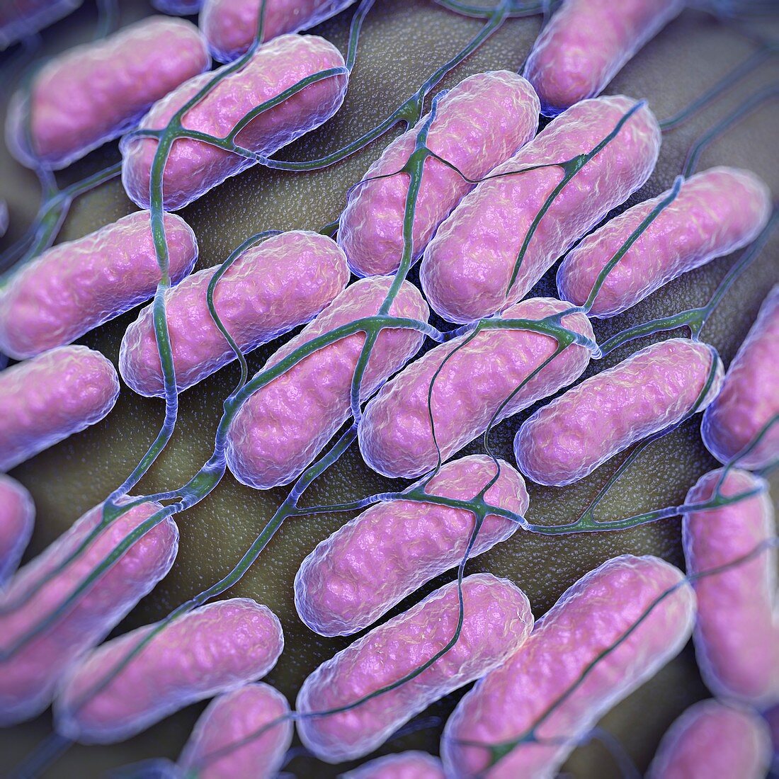 Salmonella Bacteria, artwork