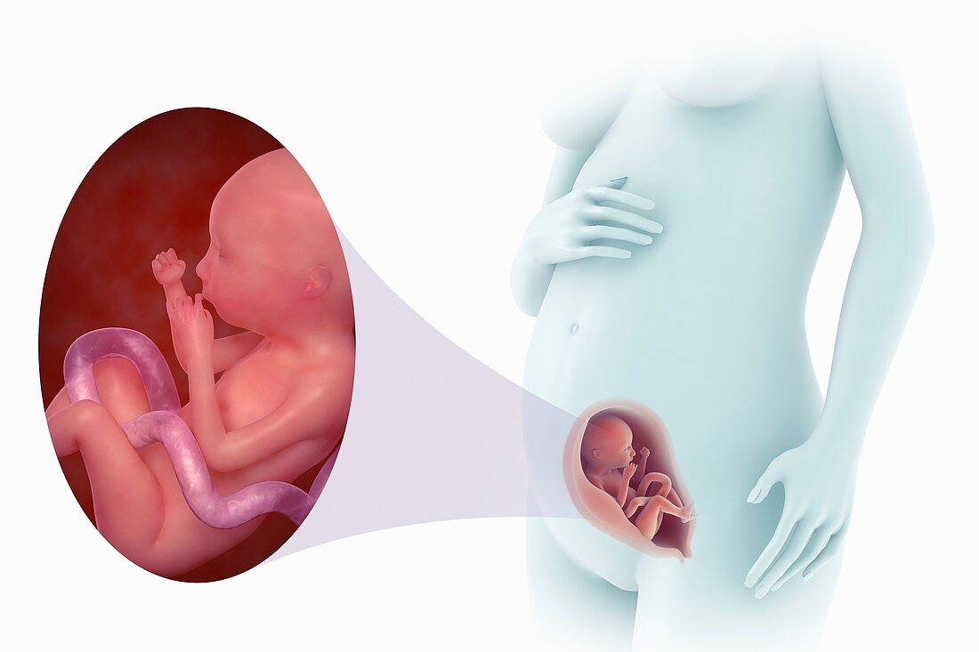 Fetal Development (Week 21), artwork
