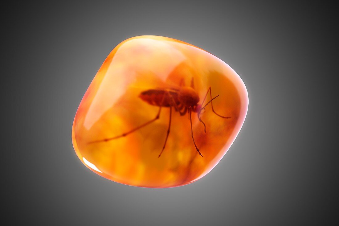 Mosquito in Amber, artwork