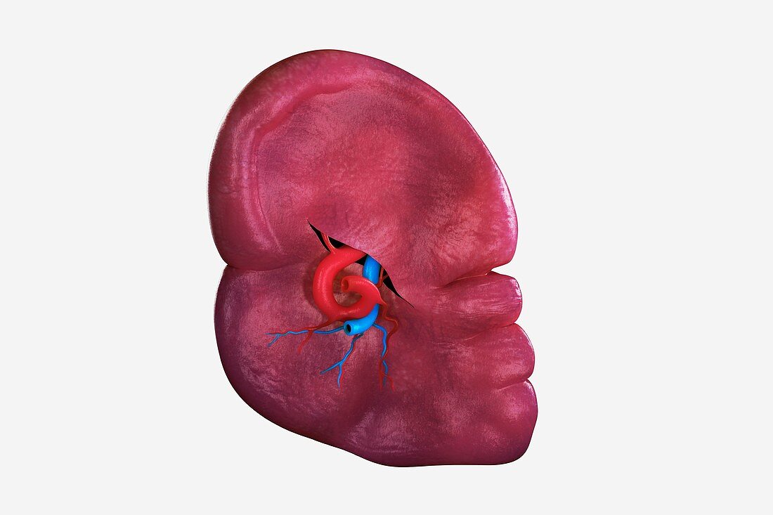 Human Spleen, artwork