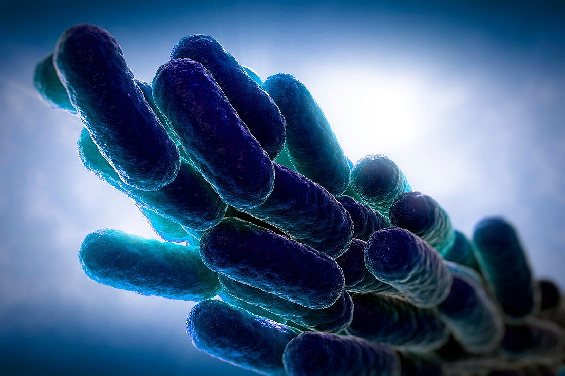 Legionella Pneumophila Bacteria, artwork