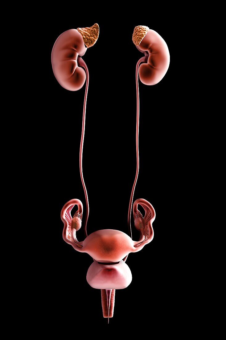 Female Genitourinary System, artwork