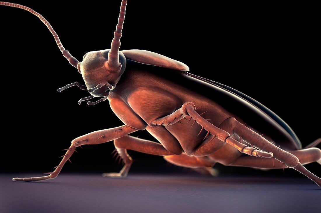 Cockroach, artwork