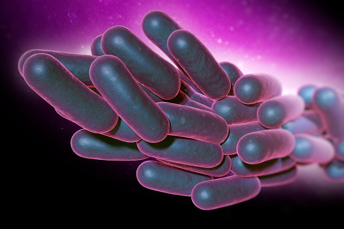 Legionella Pneumophila Bacteria, artwork