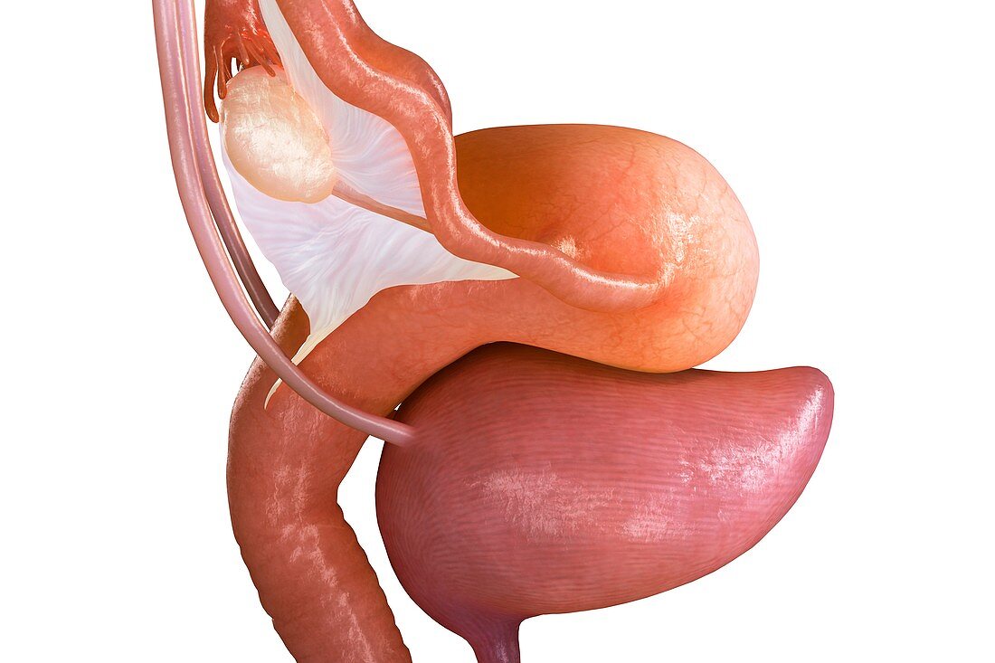 Bladder and Uterus, artwork