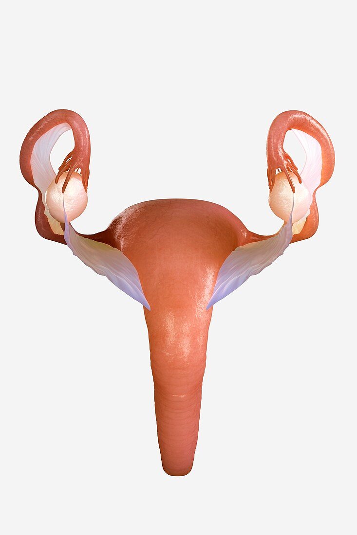 Uterus, artwork