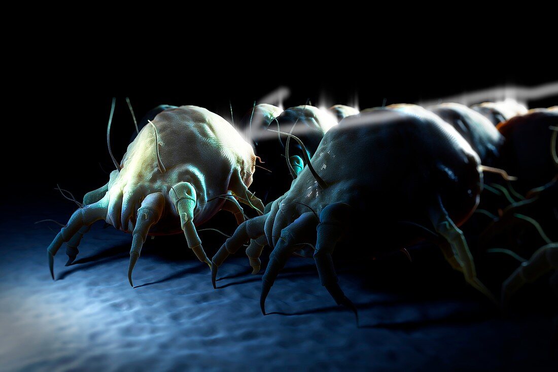 House Dust Mites, artwork