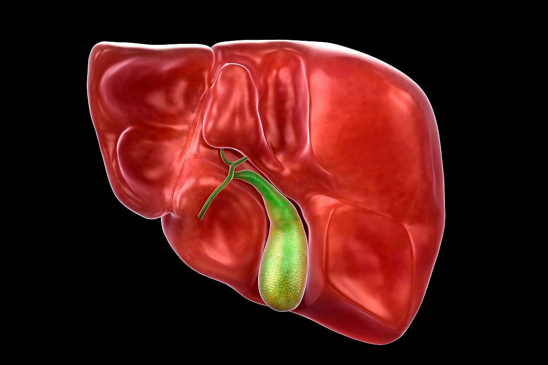 Liver and Gallbladder, artwork