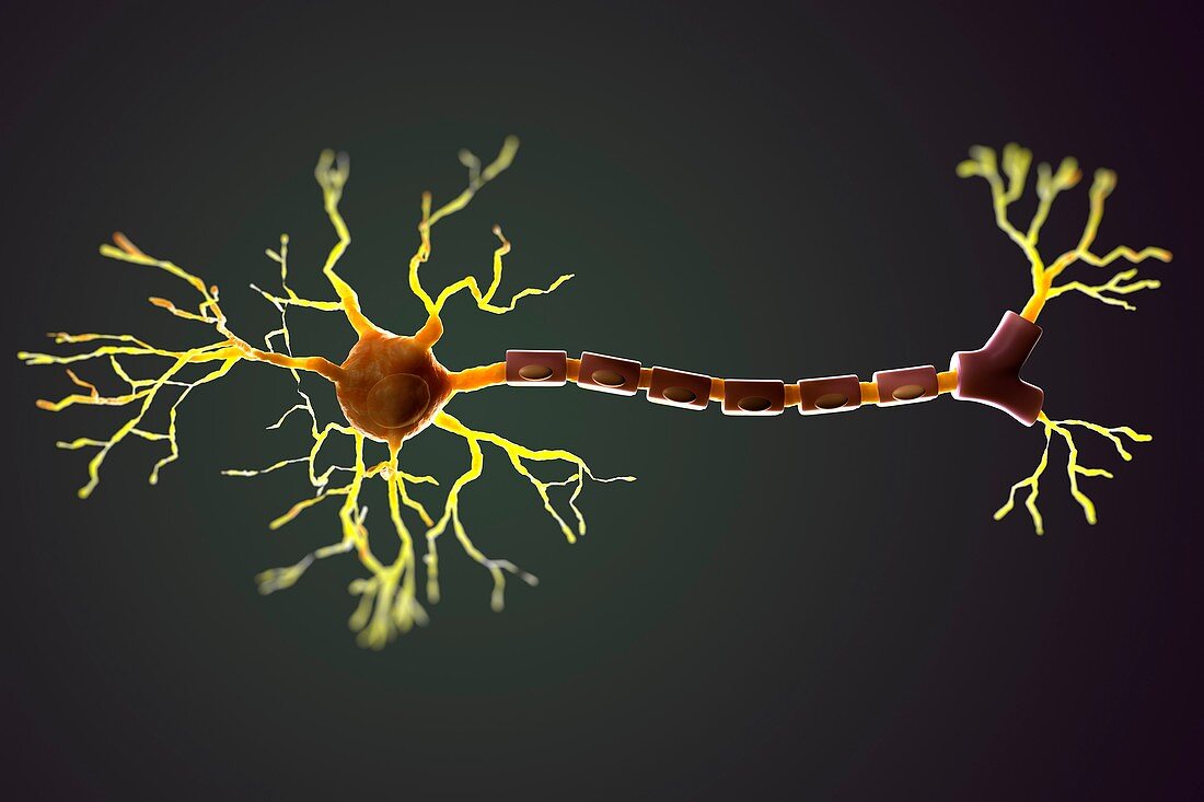 Multipolar Neuron, artwork
