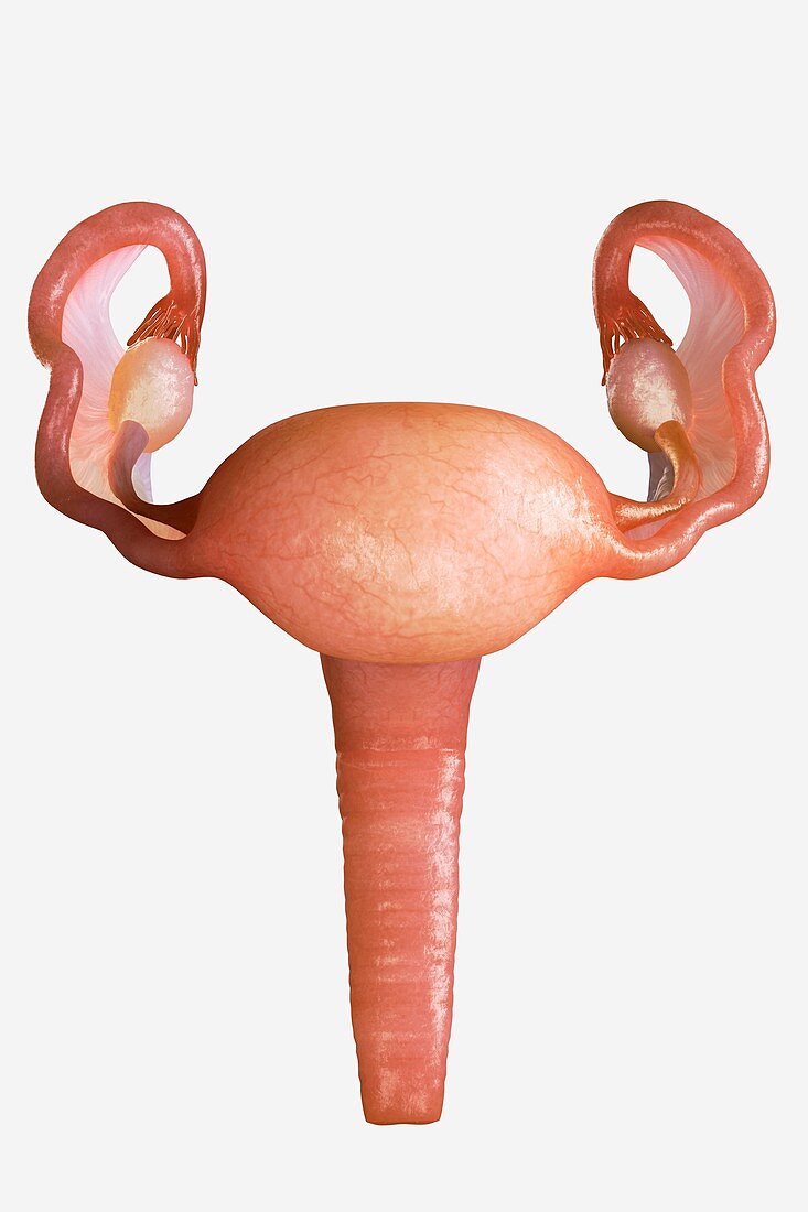 Uterus, artwork