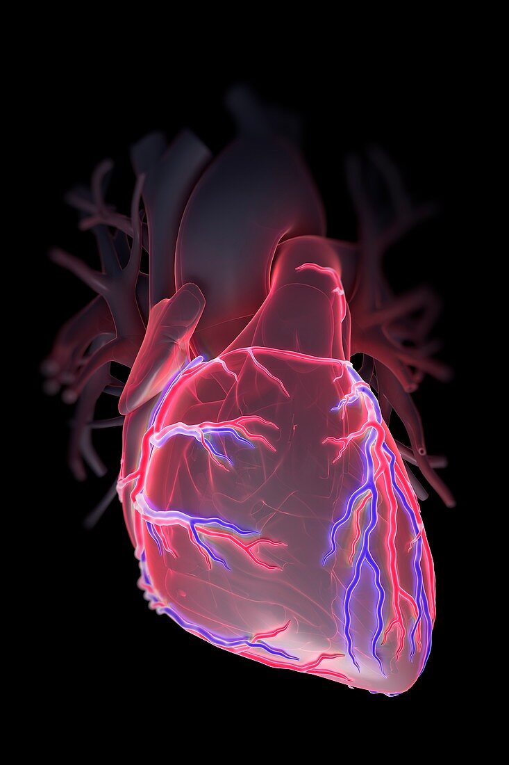 Human Heart, artwork