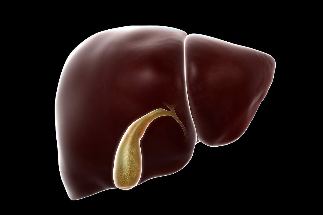 Liver and Gallbladder, artwork