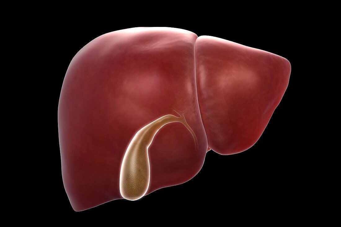 Liver and Gallbladder, artwork