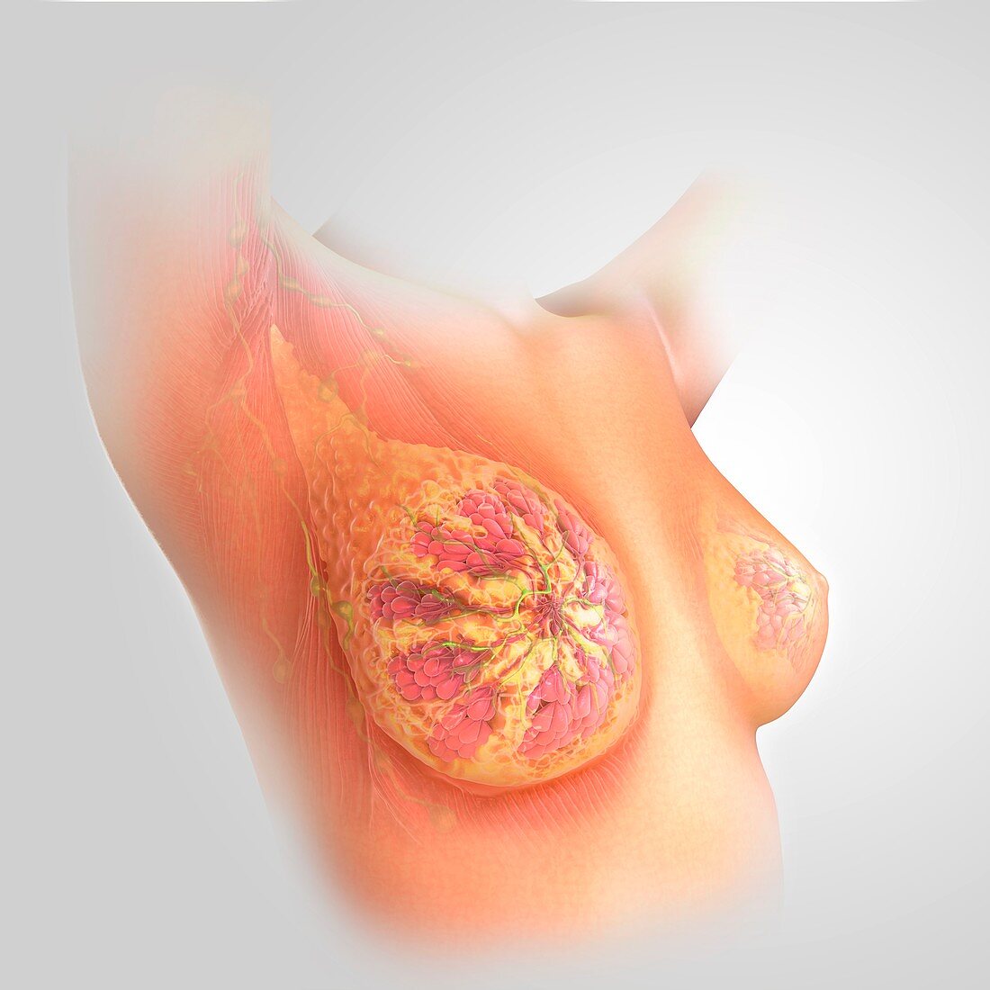 Breast Anatomy, artwork