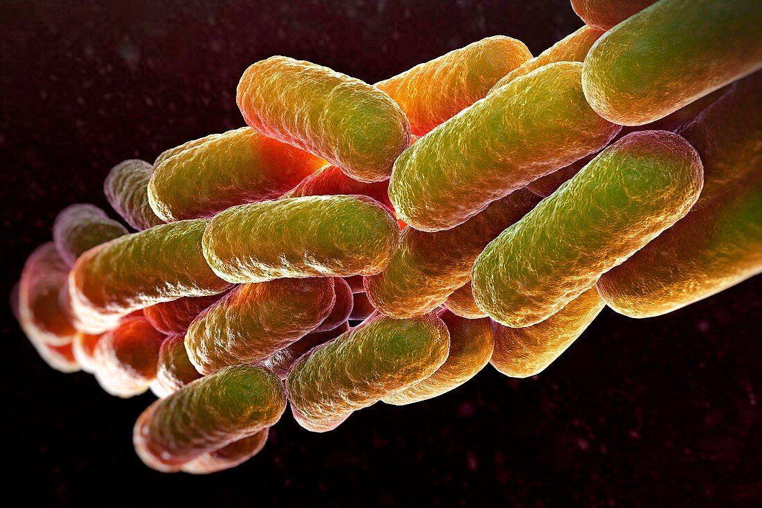 Legionella Pneumophila Bacteria, artwork